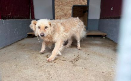 Kuscheliger, noch schüchterner Marlon sucht Zuhause
