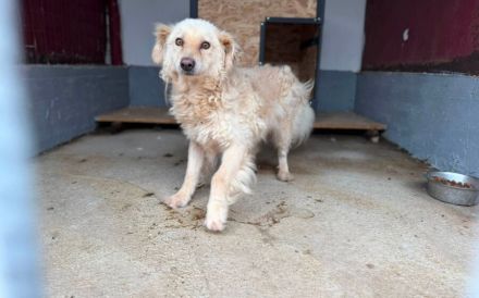 Kuscheliger, noch schüchterner Marlon sucht Zuhause