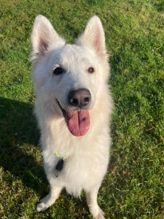 Butler, Schweizer weißer Schäferhund, geb. 2022, sensibel und sehr menschenbezogen