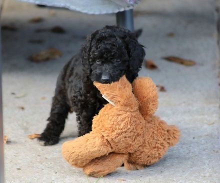 Aussiedoodle - Es ist soweit...unsere bezaubernden Mäuse (Mini/Mediumgröße) sind langsam flügge. :=)