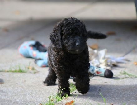 Aussiedoodle - Es ist soweit...unsere bezaubernden Mäuse (Mini/Mediumgröße) sind langsam flügge. :=)