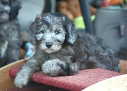 Aussiedoodle - Ein Traum auf 4 Pfötchen. Bezaubernde Welpen aus langjähriger+erfahrener Hausaufzucht
