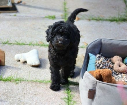Aussiedoodle - Es ist soweit...unsere bezaubernden Mäuse (Mini/Mediumgröße) sind langsam flügge. :=)