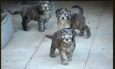 Aussiedoodle - Ein Traum auf 4 Pfötchen. Bezaubernde Welpen aus langjähriger+erfahrener Hausaufzucht