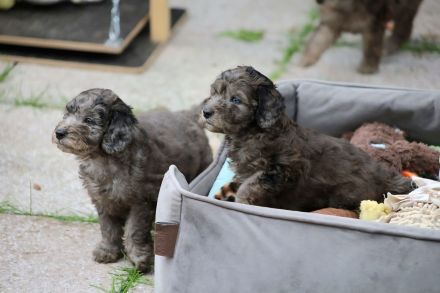 Aussiedoodle - Es ist soweit...unsere bezaubernden Mäuse (Mini/Mediumgröße) sind langsam flügge. :=)
