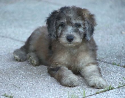 Aussiedoodle - Ein Traum auf 4 Pfötchen. Bezaubernde Welpen aus langjähriger+erfahrener Hausaufzucht