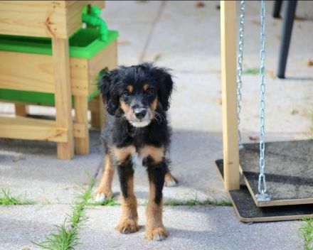Aussiedoodle - Es ist soweit...unsere bezaubernden Mäuse (Mini/Mediumgröße) sind langsam flügge. :=)