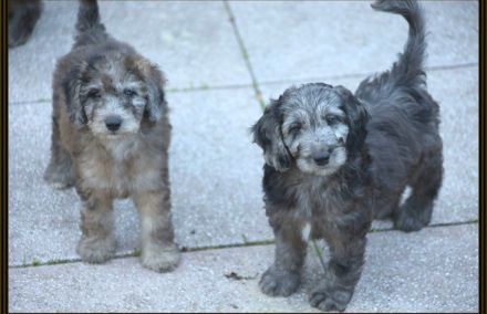 Aussiedoodle - Ein Traum auf 4 Pfötchen. Bezaubernde Welpen aus langjähriger+erfahrener Hausaufzucht