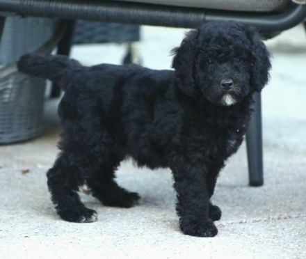 Aussiedoodle - Ein Traum auf 4 Pfötchen. Bezaubernde Welpen aus langjähriger+erfahrener Hausaufzucht