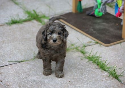 Aussiedoodle - Es ist soweit...unsere bezaubernden Mäuse (Mini/Mediumgröße) sind langsam flügge. :=)
