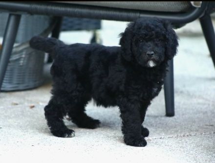 Aussiedoodle - Ein Traum auf 4 Pfötchen. Bezaubernde Welpen aus langjähriger+erfahrener Hausaufzucht