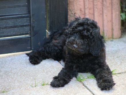 Aussiedoodle - Es ist soweit...unsere bezaubernden Mäuse (Mini/Mediumgröße) sind langsam flügge. :=)