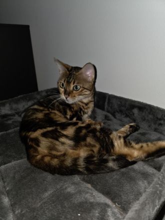 Bengal