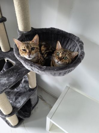 Bengal