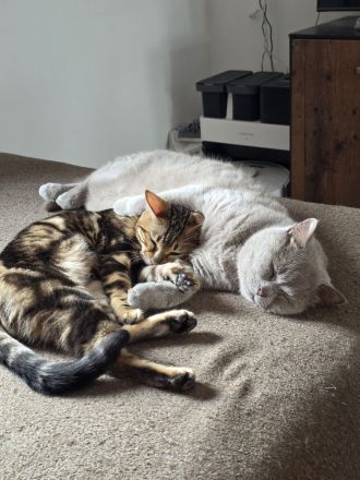 Bengal