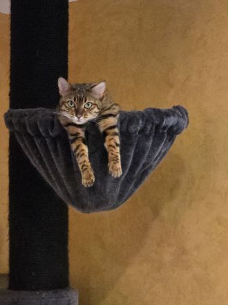 Bengal