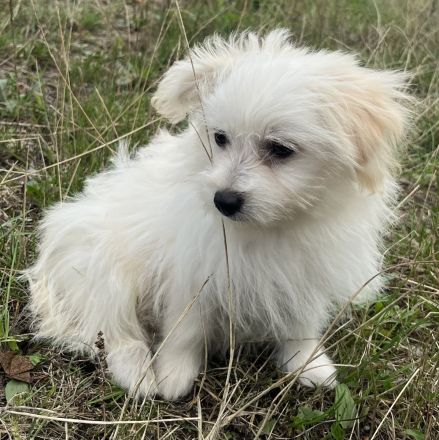 Maltipom Pomeranian Malteser Mix Welpen