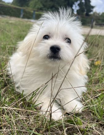 Maltipom Pomeranian Malteser Mix Welpen