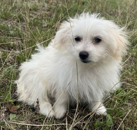 Maltipom Pomeranian Malteser Mix Welpen