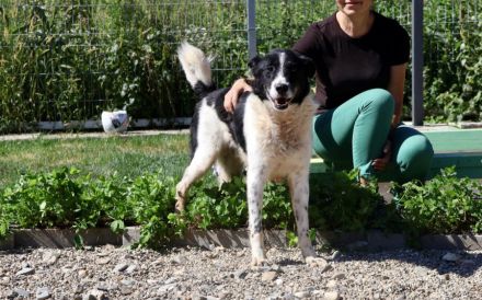 Snoopy braucht ein liebevolles Zuhause