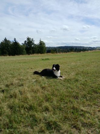 Australian Shepherd Rüde