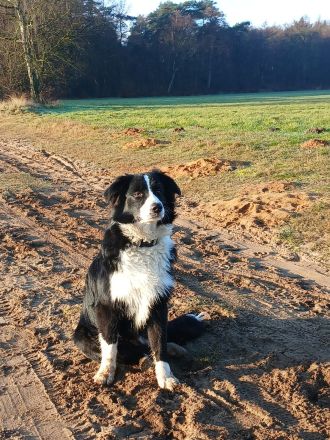 Australian Shepherd Rüde