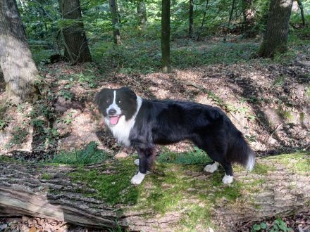 Australian Shepherd Rüde