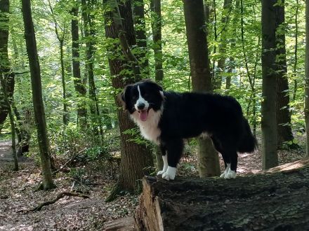 Dauerpflegestelle für Australian Shepherd gesucht
