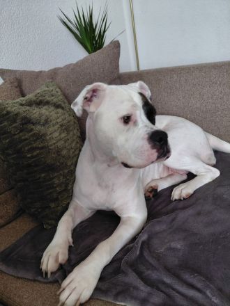 Süße aufgeweckte Hündin sucht ein neues Zuhause