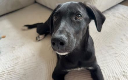 Zuhause gesucht für Almo