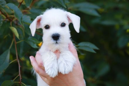 Weiß Zwergschnauzer - Rüden