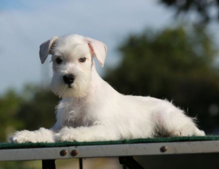 Weiß Zwergschnauzer - Rüden