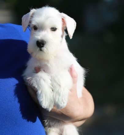 Weiß Zwergschnauzer - Rüden
