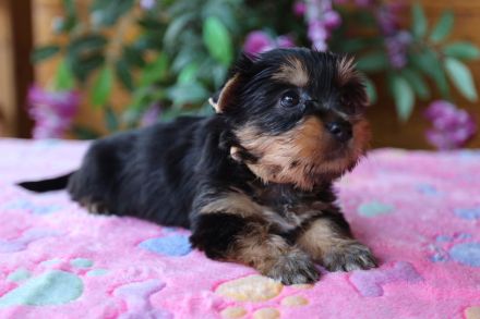 Australian Silky Terrier KfT/VDH/FCI