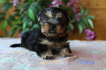 Australian Silky Terrier KfT/VDH/FCI