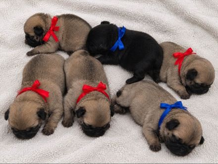 Mops