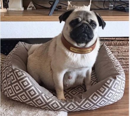 Mops