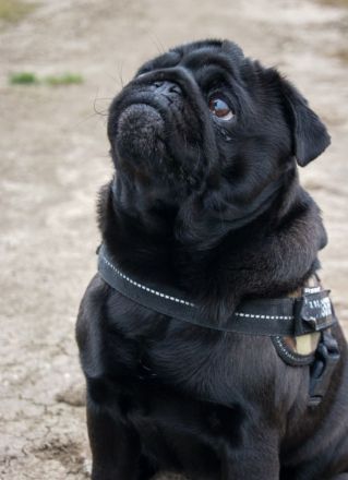 Mops