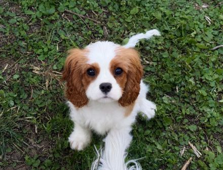 Cavalier King Charles Spaniel Hündin