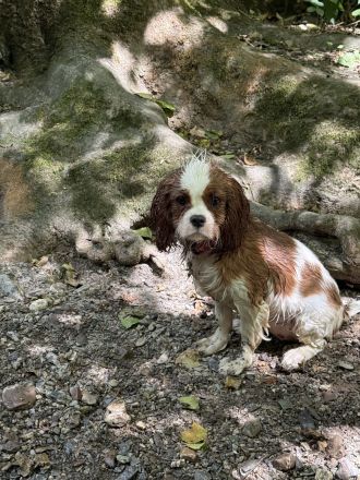Cavalier King Charles Spaniel Hündin