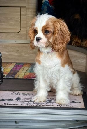 Cavalier King Charles Spaniel Hündin