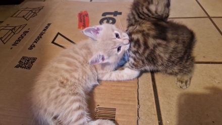 Maine coon BKH Edelmix