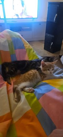 Maine coon BKH Edelmix