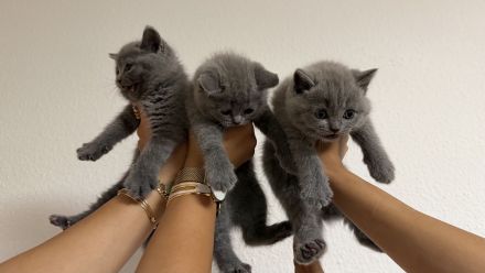 BKH Kitten