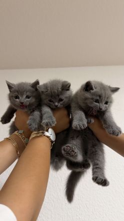 BKH Kitten
