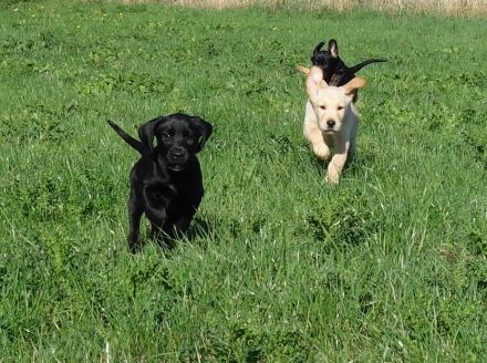 Golden Retriever * Labrador Retriever Welpen zu verkaufen