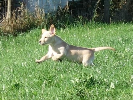 Golden Retriever * Labrador Retriever Welpen zu verkaufen