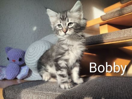 Edelmix Katzenkinder suchen Traumzuhause