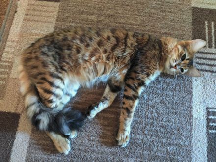 Edelmix Katzenkinder suchen Traumzuhause