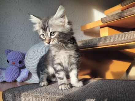 2 Edelmix Katzenkinder suchen Traumzuhause
